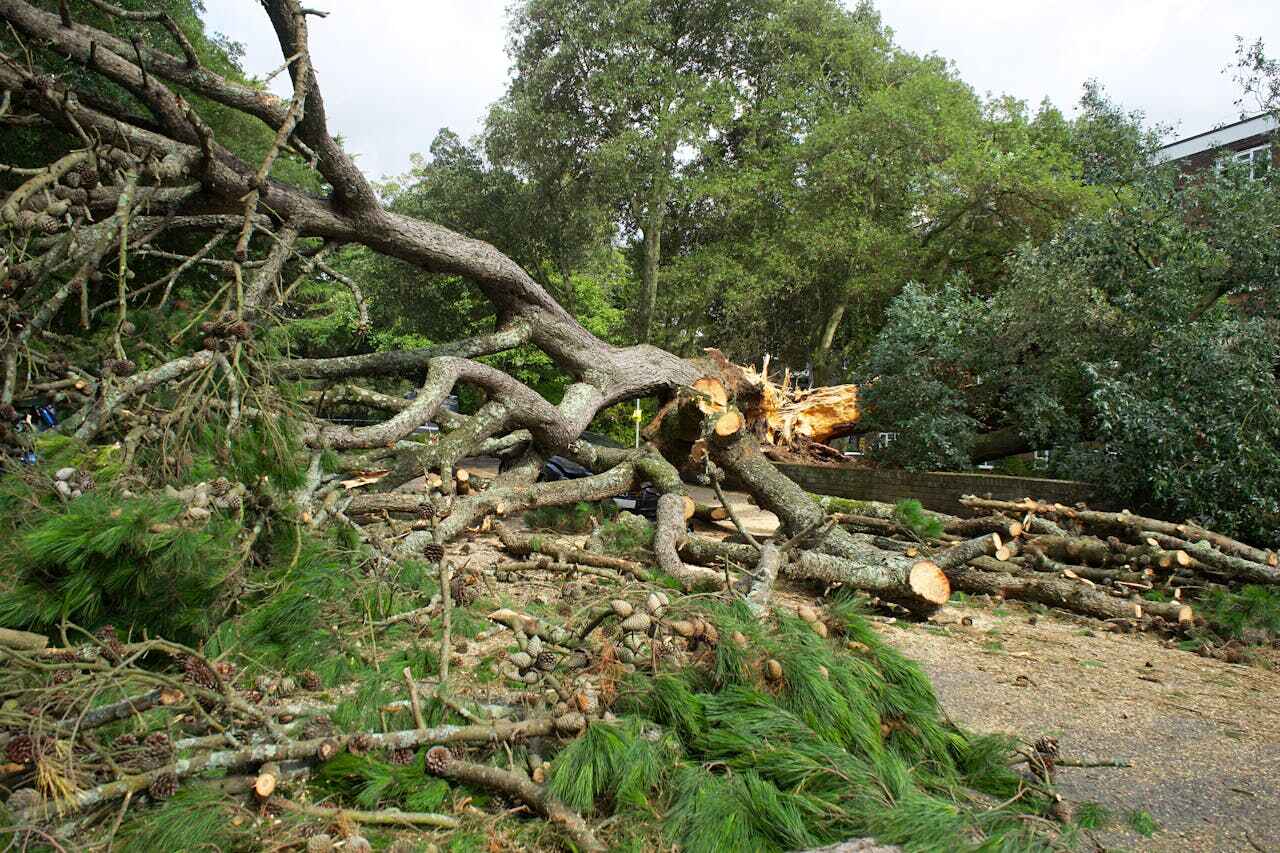 Hawkinsville, GA Tree Service Company